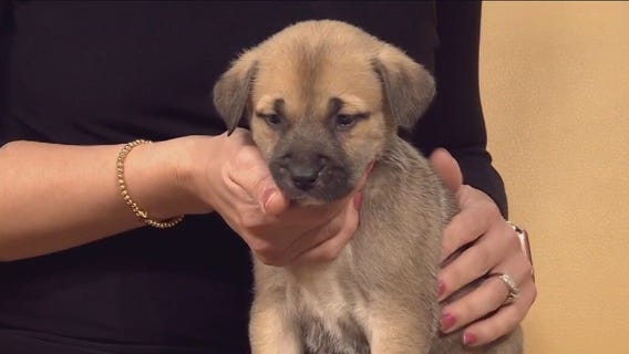 Pet of the Week: Flounder from Austin Pets Alive!