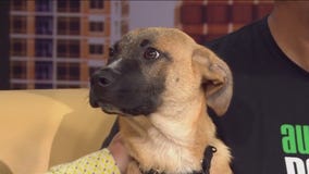 Meet Zilker Park from Austin Pets Alive!