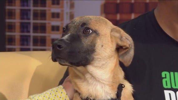 Meet Zilker Park from Austin Pets Alive!