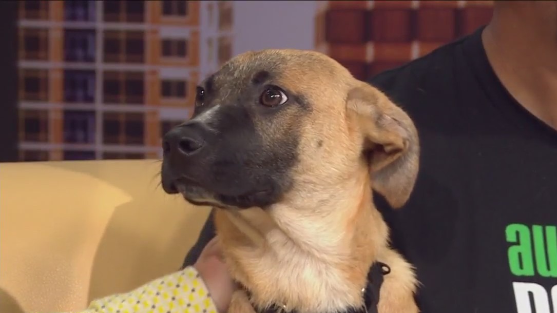 Meet Zilker Park from Austin Pets Alive!