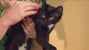 Meet Alabaster, our Cat of the Weekend from Austin Pets Alive!
