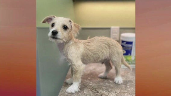 Pet of the Week: Prancer from PAWS Shelter