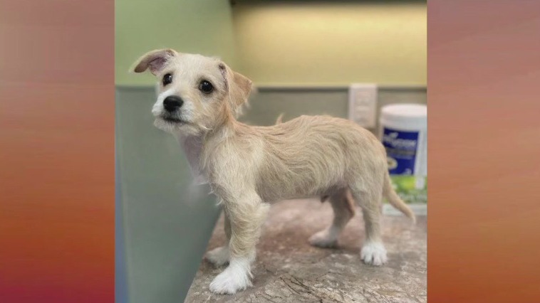 Pet of the Week: Prancer from PAWS Shelter