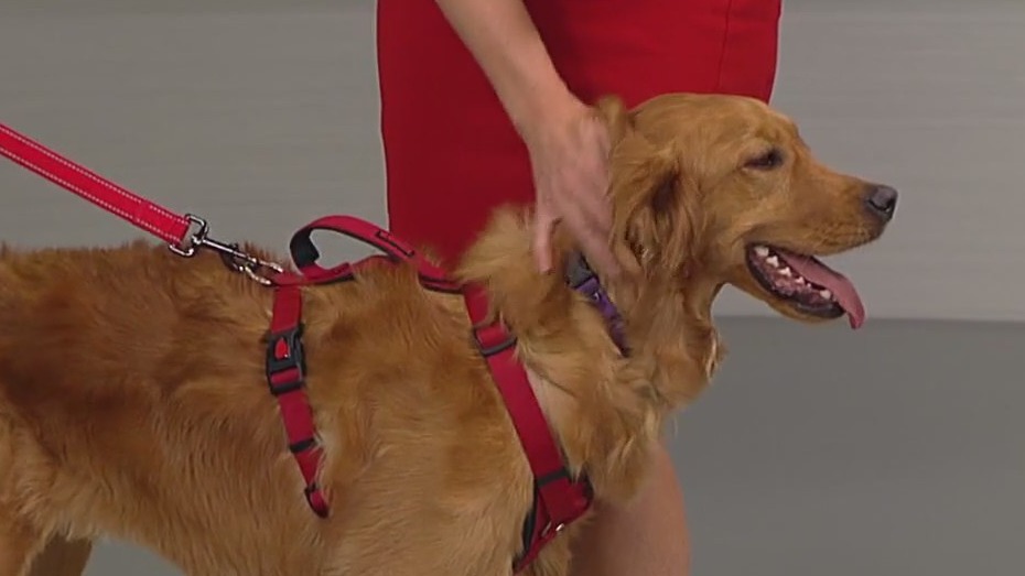 Goldzilla: Golden retriever fun fair in New Brighton