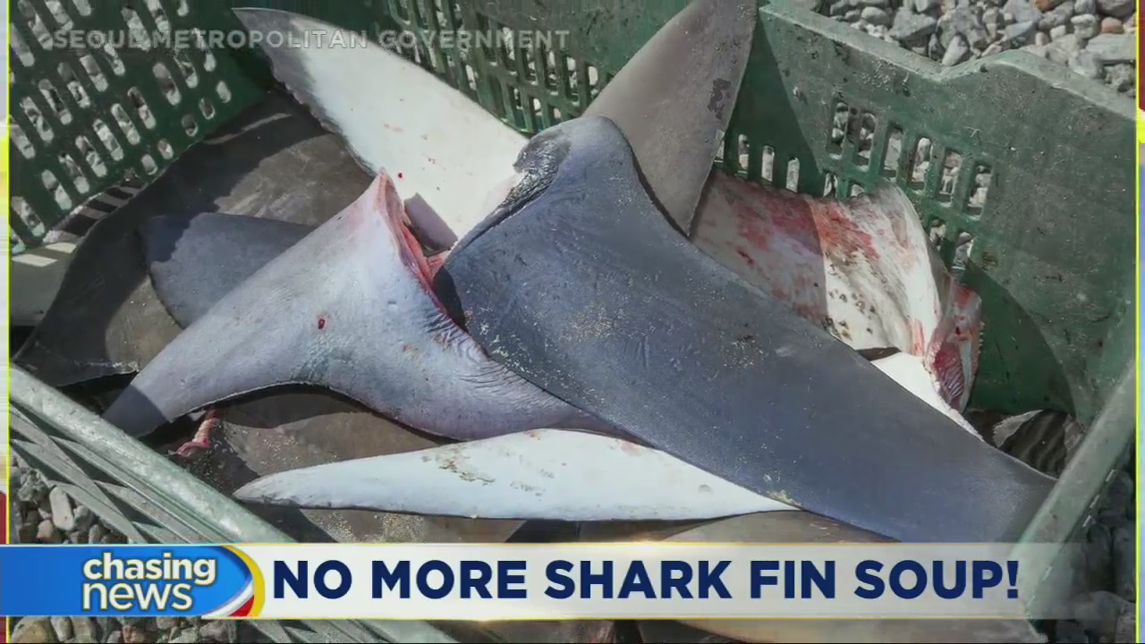 Murphy signs bill making shark fin soup illegal