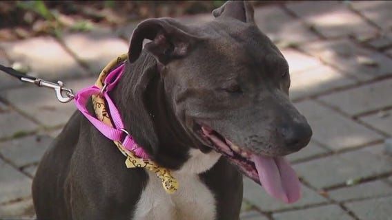 Meet Big Kate from Austin Animal Center!