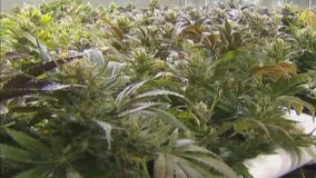 Customers line up as cannabis shops open in metro