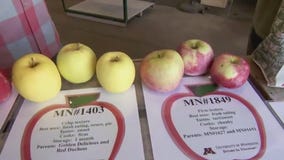 Apple flavors at the Minnesota Landscape Arboretum