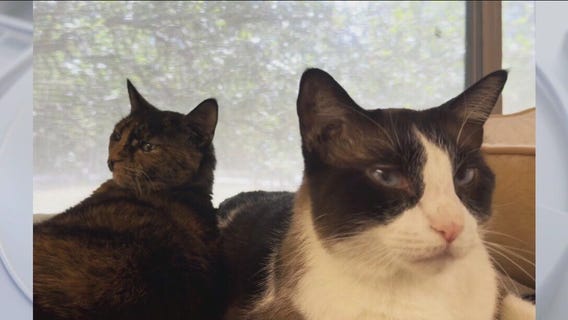 Meet Olaf and Zara at Texas Humane Heroes!