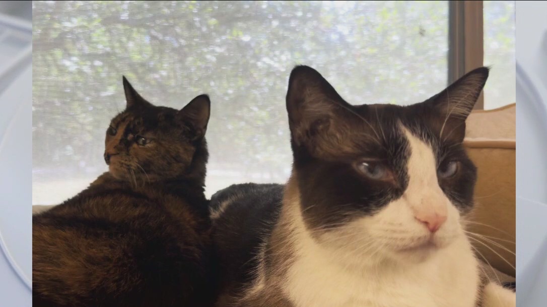 Meet Olaf and Zara at Texas Humane Heroes!