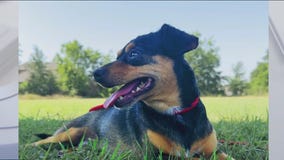 Meet Bugsy at Texas Humane Heroes!