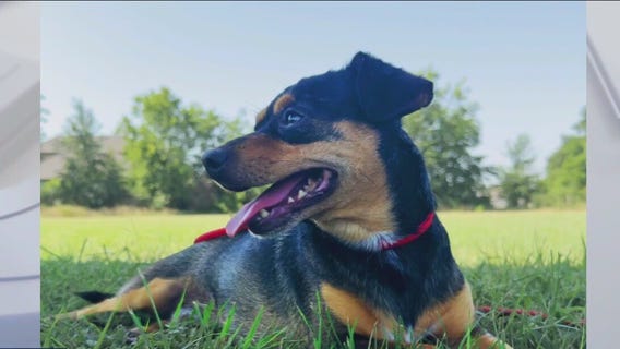 Meet Bugsy at Texas Humane Heroes!
