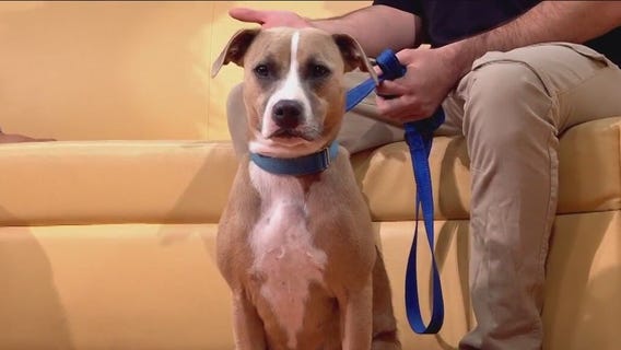 Pet of the Week: Tamrind from Austin Pets Alive!