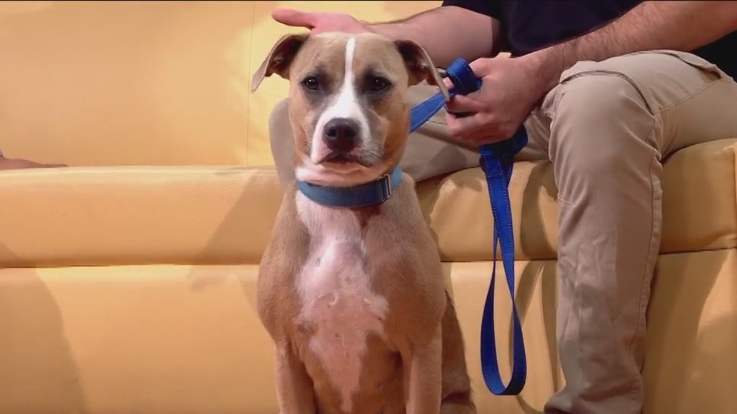 Pet of the Week: Tamrind from Austin Pets Alive!