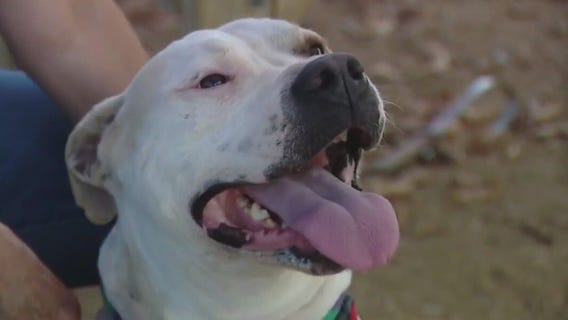 Dog of the Weekend: Diamond