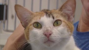 Cat of the Weekend: Carolina