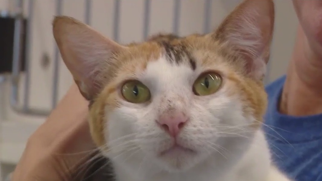 Cat of the Weekend: Carolina