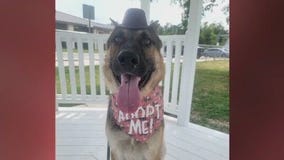 Pet of the Week: Deputy from PAWS