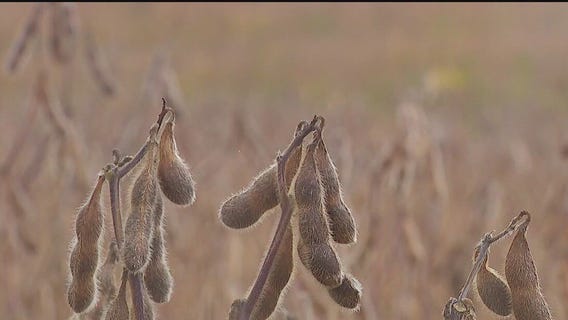 Trade wars cost billions at soybean harvest season