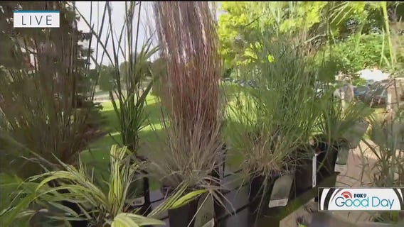 Tips for ornamental grasses