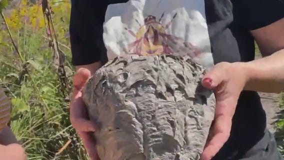 Bees eat protein: Will a can of tuna keep wasps away?