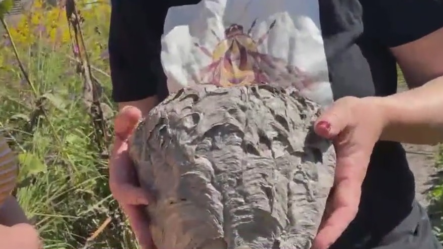 Bees eat protein: Will a can of tuna keep wasps away?