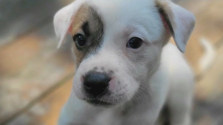 Pet of the Week: Clownfish from APA!