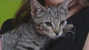 Cat of the Weekend: Meet Accordion!