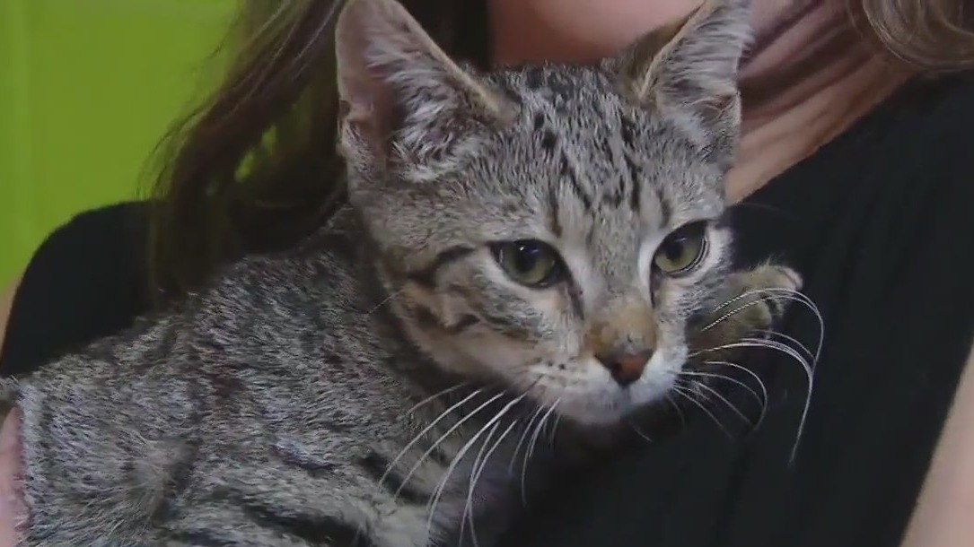 Cat of the Weekend: Meet Accordion!