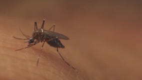 Tracking late-season mosquitoes in Minnesota