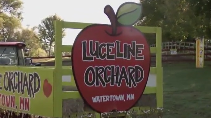 Apple picking at LuceLine Orchard