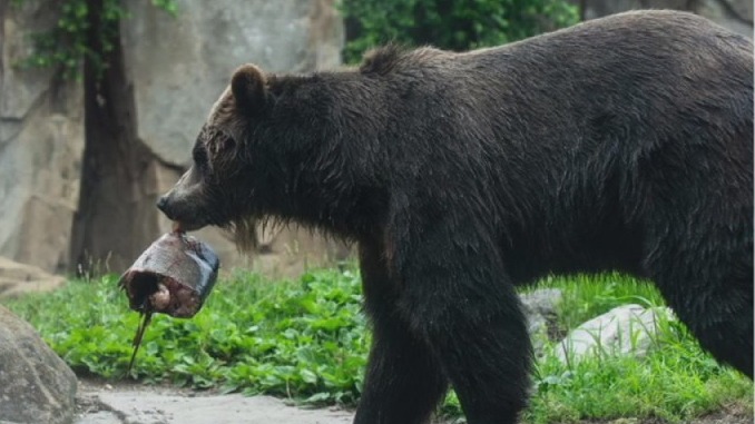 Goldfish & carps & bears "Oh my"!