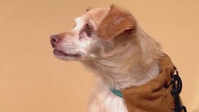 PAWS Shelter of Central Texas Pet of the Week