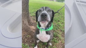 Dog of the Weekend: Meet Luna!