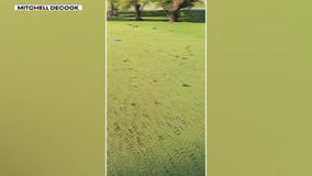 Oak Summit Golf Course in Rochester damaged by vandal
