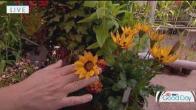 Como Park Zoo and Conservatory Fall Flower Show