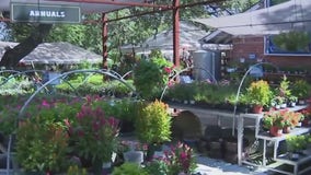 Caring for plants in extreme heat