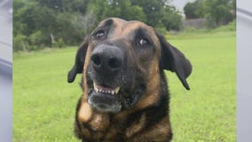 Meet Rodney at Texas Humane Heroes!