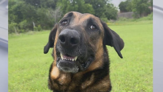 Meet Rodney at Texas Humane Heroes!