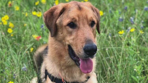 Pet of the Week: Riley from AAC