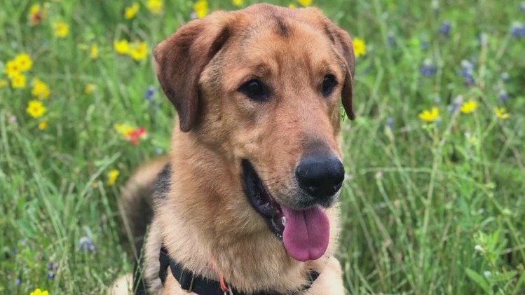 Pet of the Week: Riley from AAC