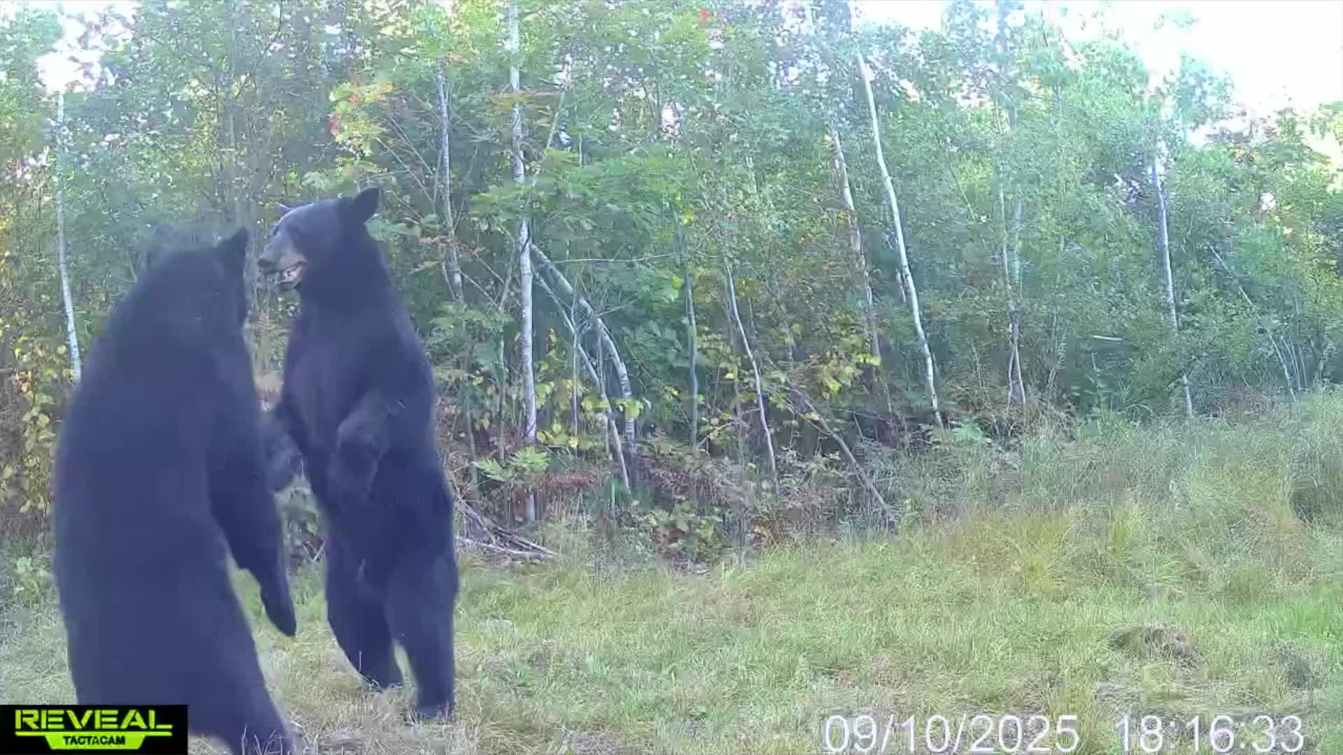 WATCH: Wrestling bears caught on trail camera