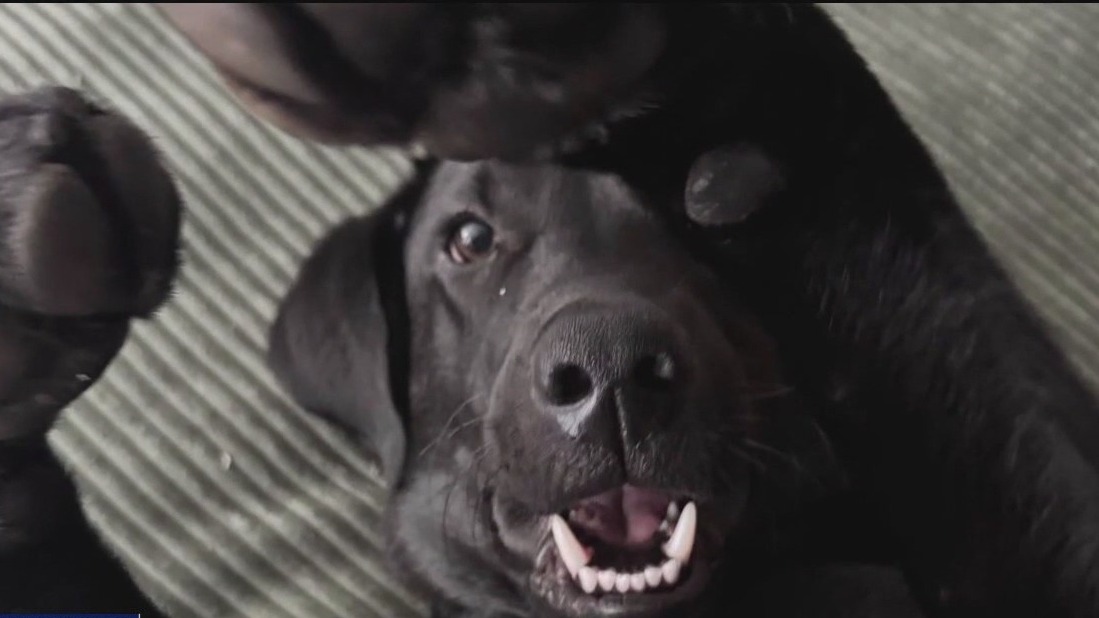 Newest member of West St. Paul Police Department