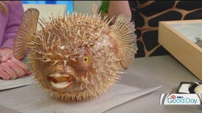 FOX 9 Good Day: Oct. 3, 2025