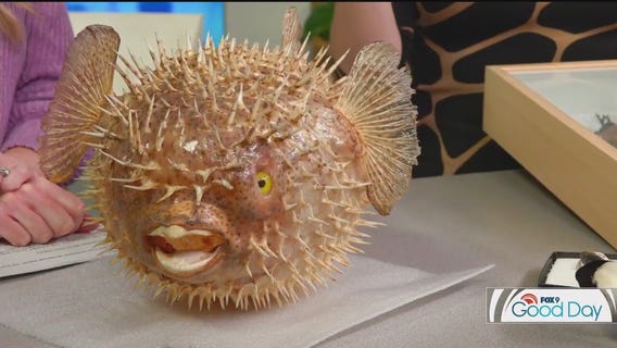 FOX 9 Good Day: Oct. 3, 2025