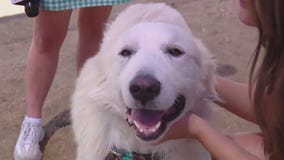 Pet of the Weekend: Pecos