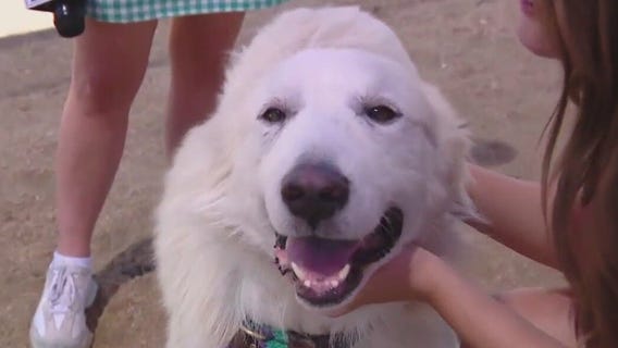 Pet of the Weekend: Pecos