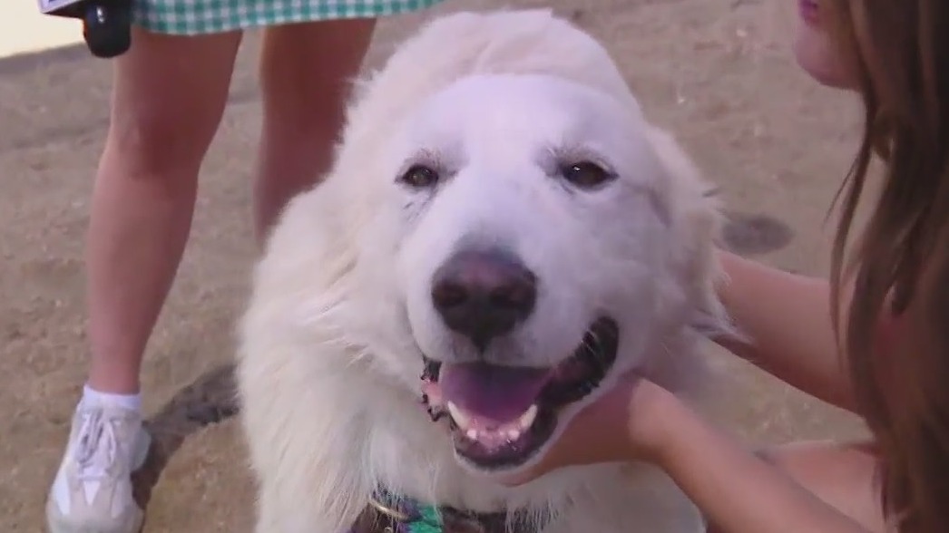 Pet of the Weekend: Pecos