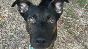 Pet of the Week: Elvis from Austin Pets Alive