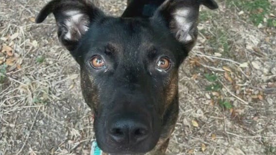 Pet of the Week: Elvis from Austin Pets Alive